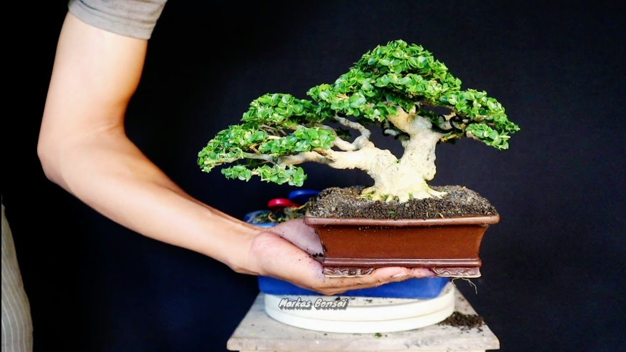 BONSAI KECIL BERKARAKTER 