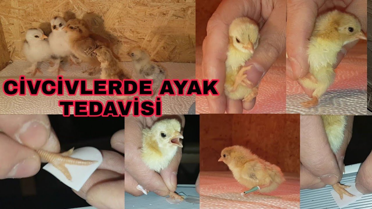 CİVCİVLERDE AYAK TEDAVİSİ NASIL YAPILIR? BÜZÜŞÜK CANSIZ İÇE BÜKÜLMÜŞ AYAK PARMAKLARI NASIL DÜZELİR?