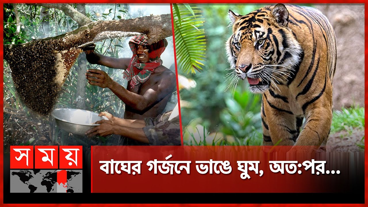 সুন্দরবনে মধু আহরণে গিয়ে বাঘের শিকার মৌয়াল! | Tiger Attack | Sundarban Incident | Somoy National