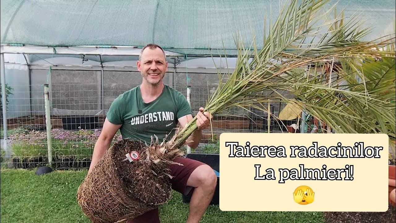 Cresterea palmierilor la ghiveci!
