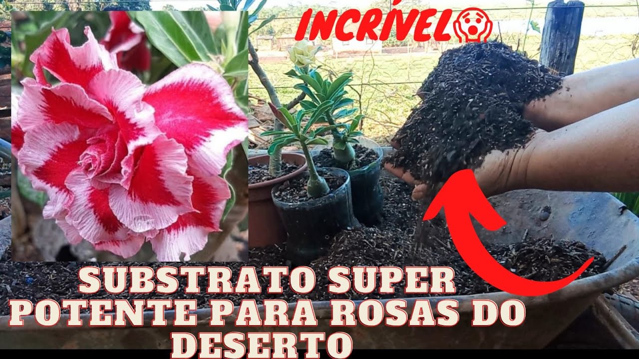 Como fazer um Substrato SUPER potente para ROSAS DO DESERTO passo a passo.
