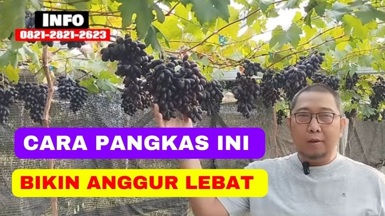 Musim dan Pemangkasan Anggur Agar Berbuah Lebat