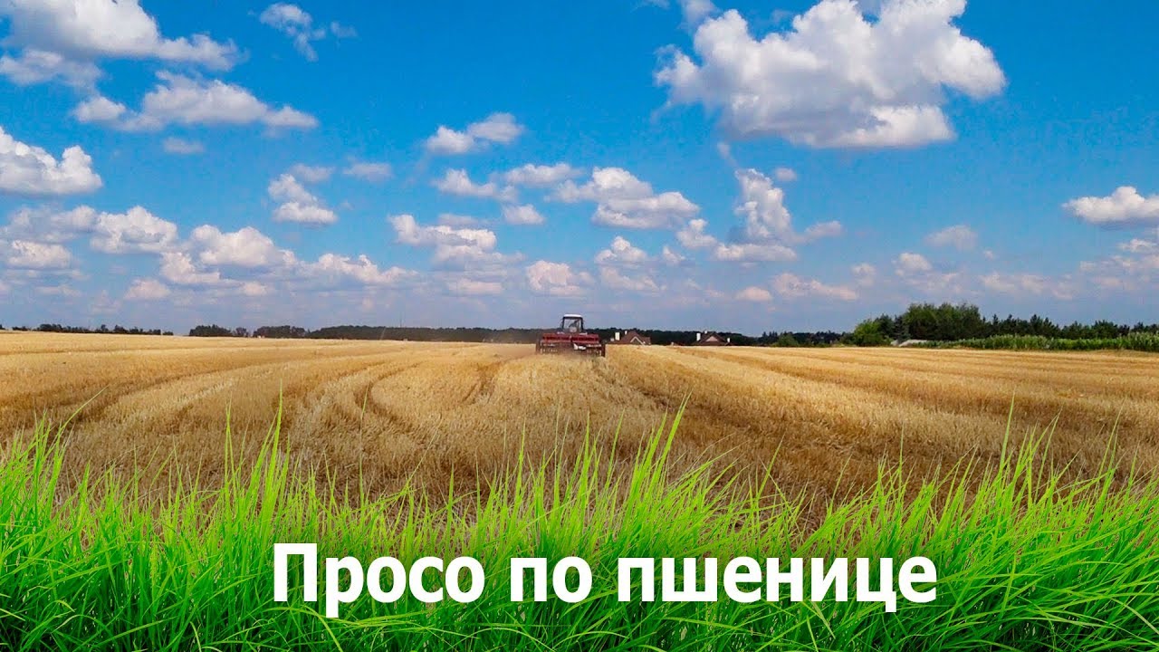 Сеем просо по пшенице