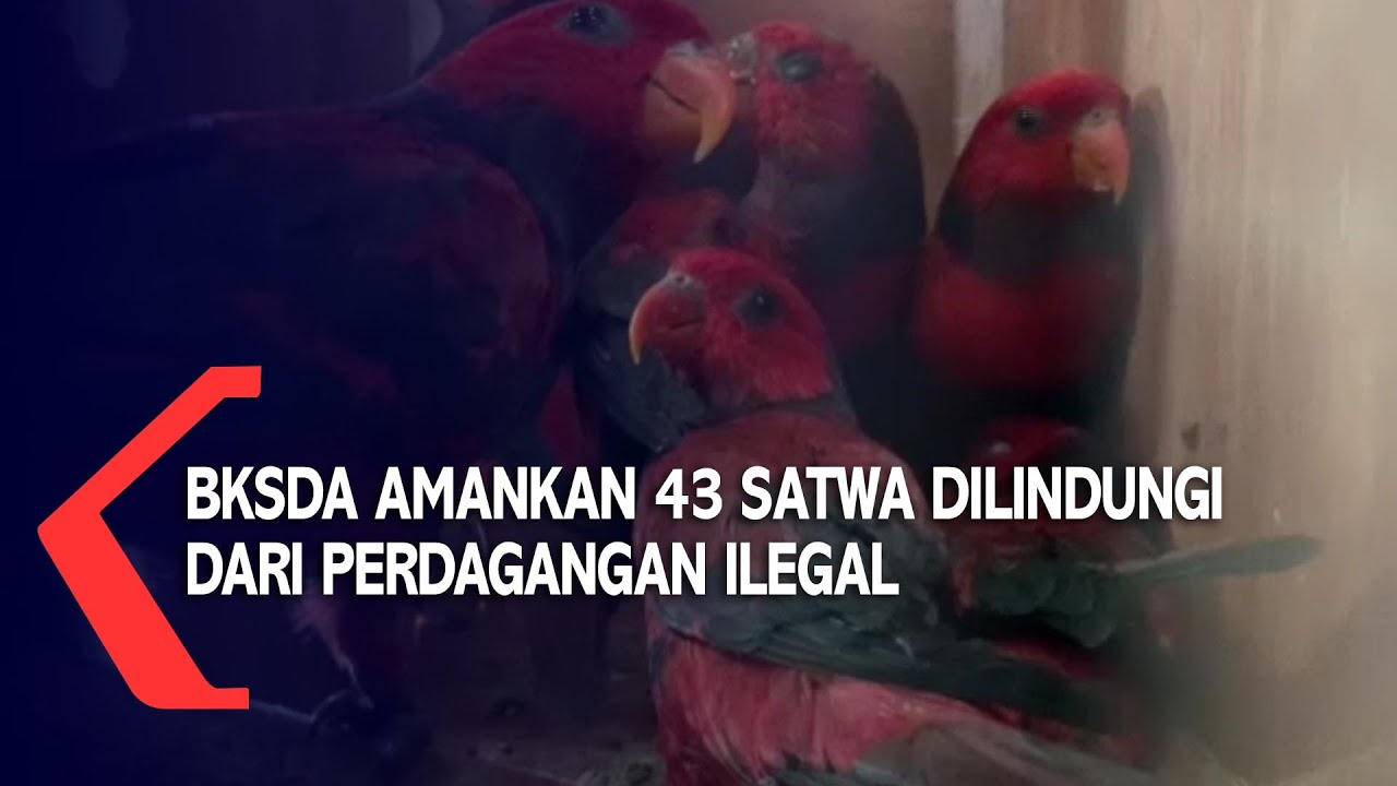 BKSDA Amankan 43 Satwa Dilindungi Dari Perdagangan Ilegal