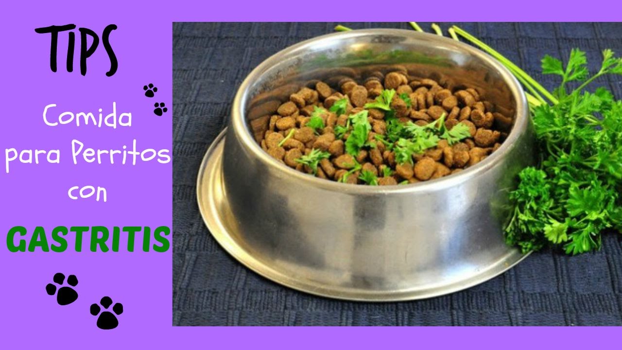 TAG Gastritis en Perros Tips de comida