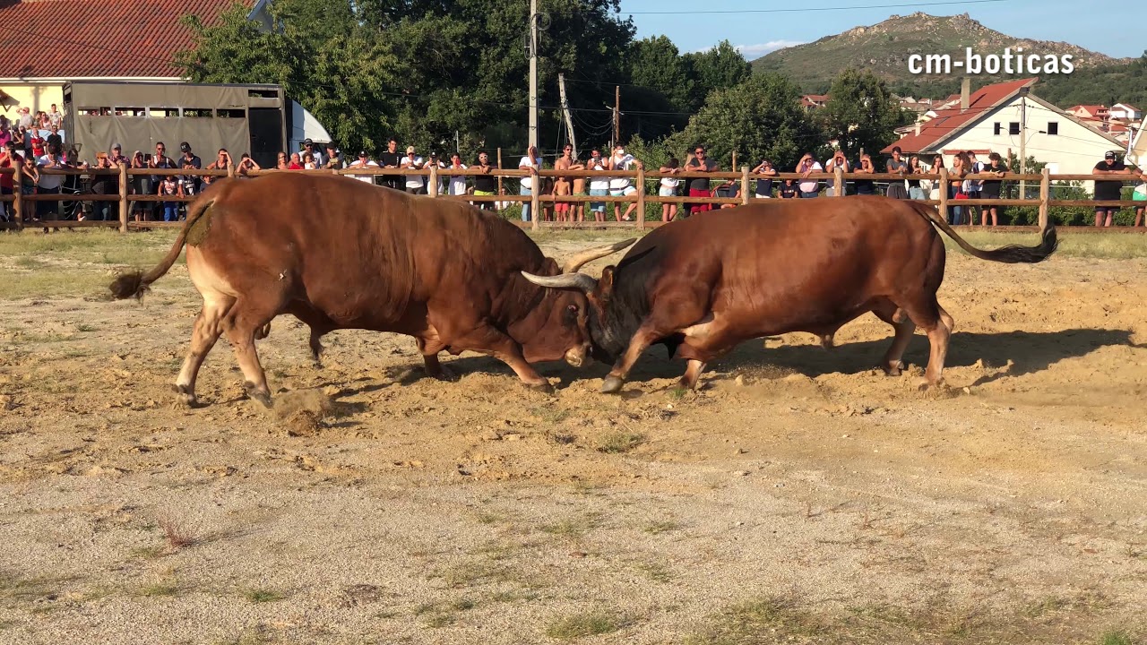 Bullfight - Final Torneio de Chegas de Bois - Shibaura vs Joka Pi&atilde;o | 2018 | BOTICAS