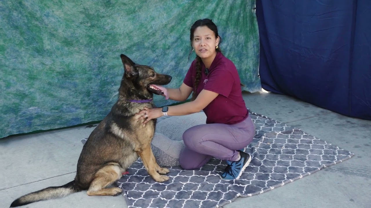 NEW! A5566314 Alvin | German Shepherd