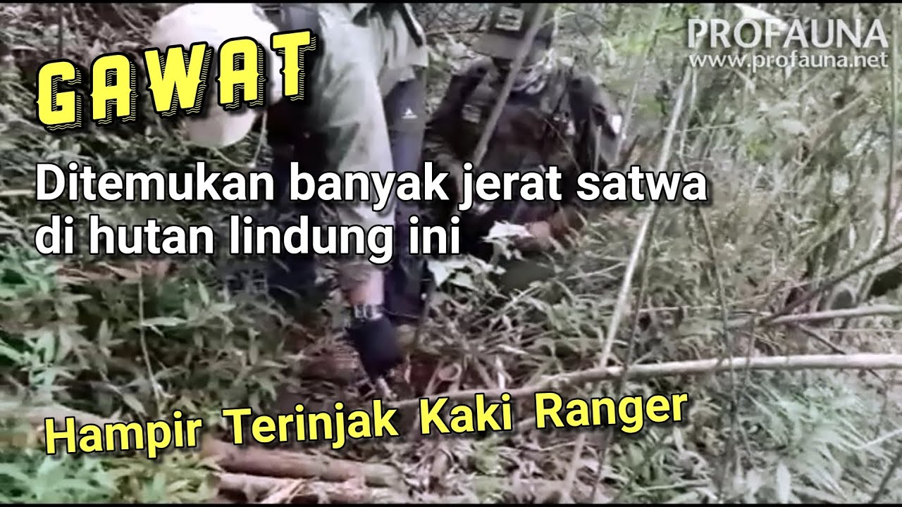 Waspada Banyak Jerat Satwa di Hutan Lindung Ini | PROFAUNA