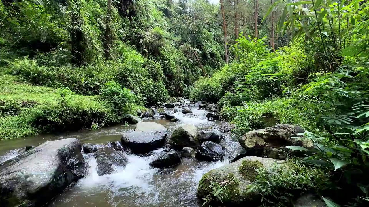 Restore your deep rest with calming river stream beneath daylight trees soothing the night