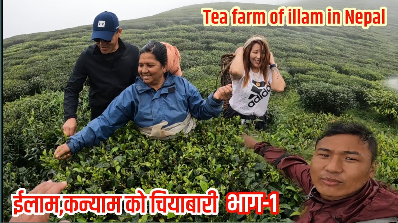 ईलाम कन्याम को चिया वारि//illam,Kanyam Ko Chiya bari//Dadson vlogs