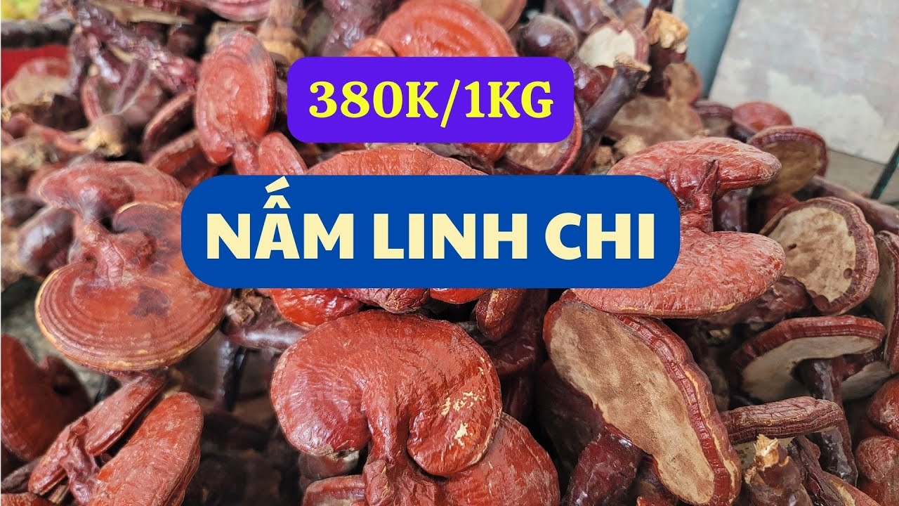 T&aacute;c Dụng Của Nấm Linh Chi - gi&aacute; 380k/1kg || mua nấm linh chi ở đ&acirc;u