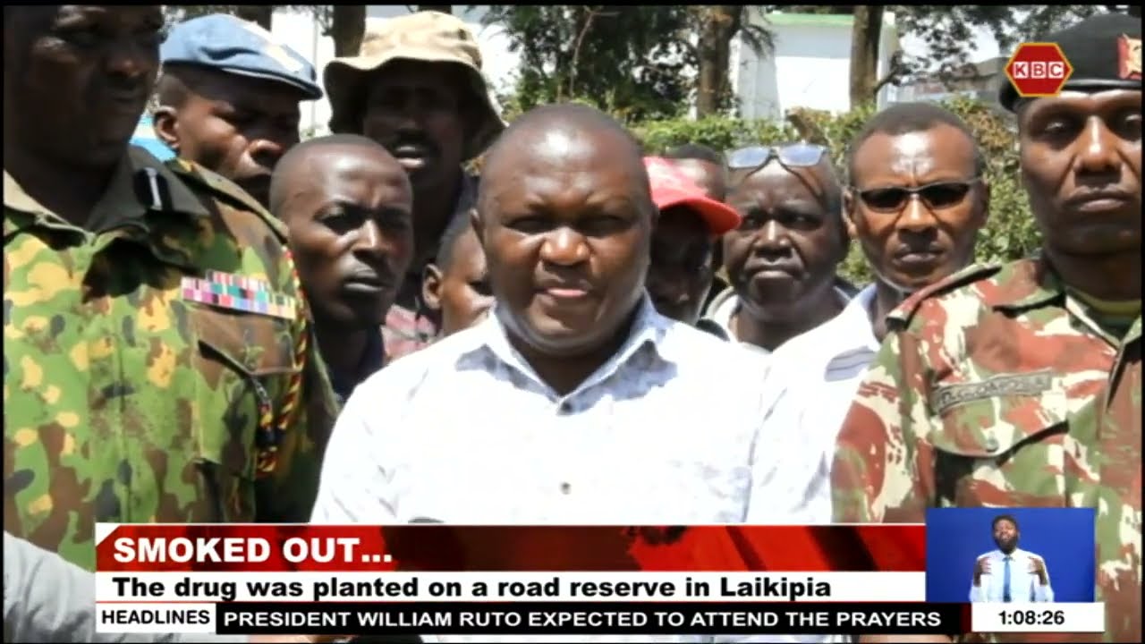 Police in Nanyuki uproot over 200 bhang plants
