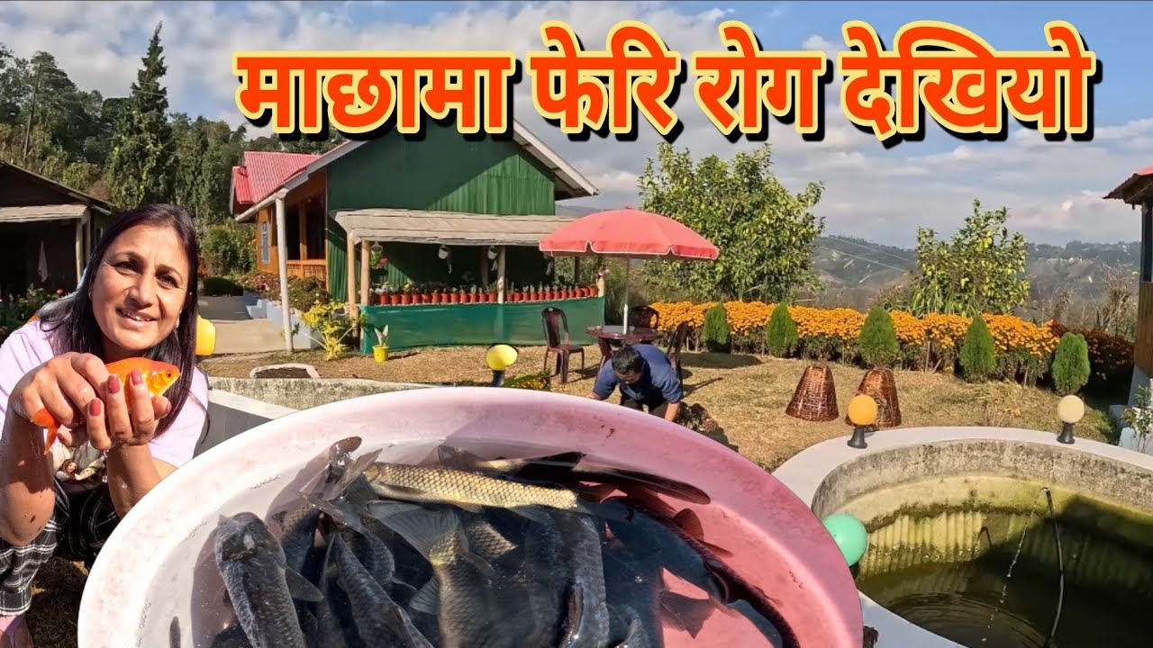 So sad😥फेरि पोखरीको माछामा रोग देखियो😥नुन पानीको उपचार गरेको छौ||के गर्ने थाहा छैन🤔#fishing#fungus 