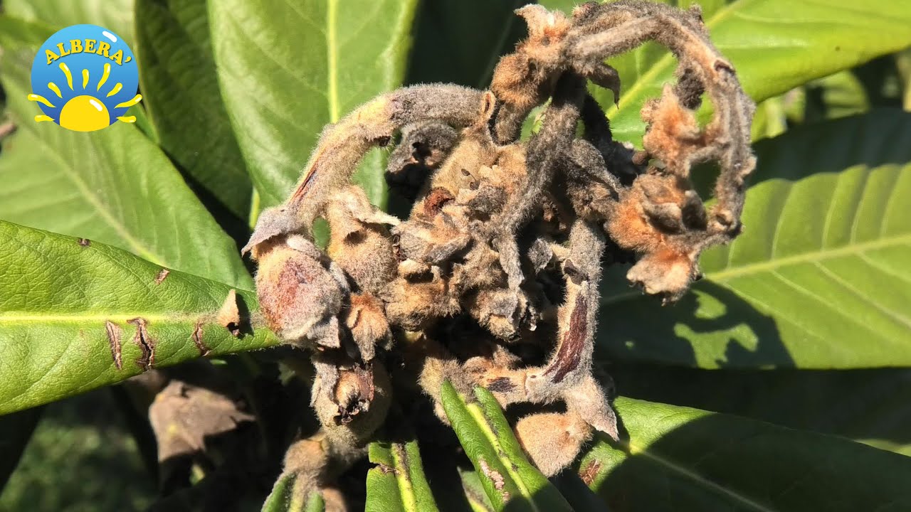 (MALATTIA del NESPOLO) come INTERVENIRE e POTATURA DI RIFORMA del NESPOLO (Eriobotrya Japonica)