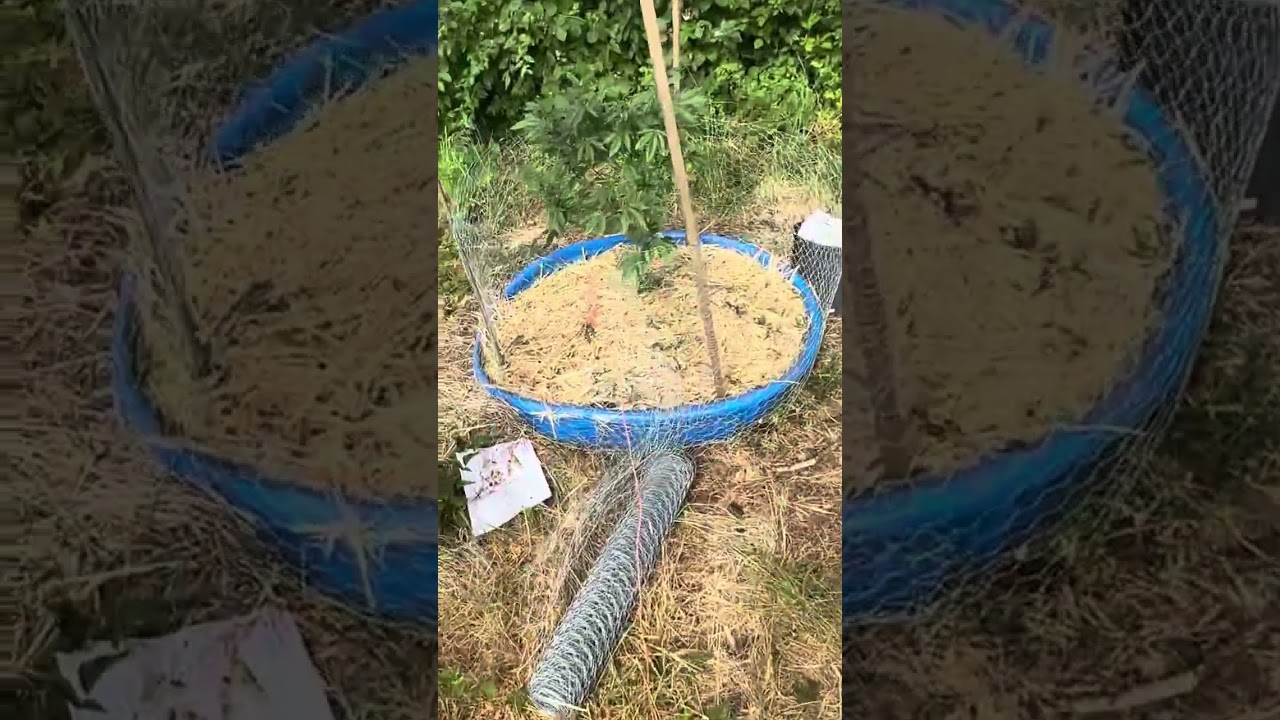 2023 outdoor cannabis grow. July 11th