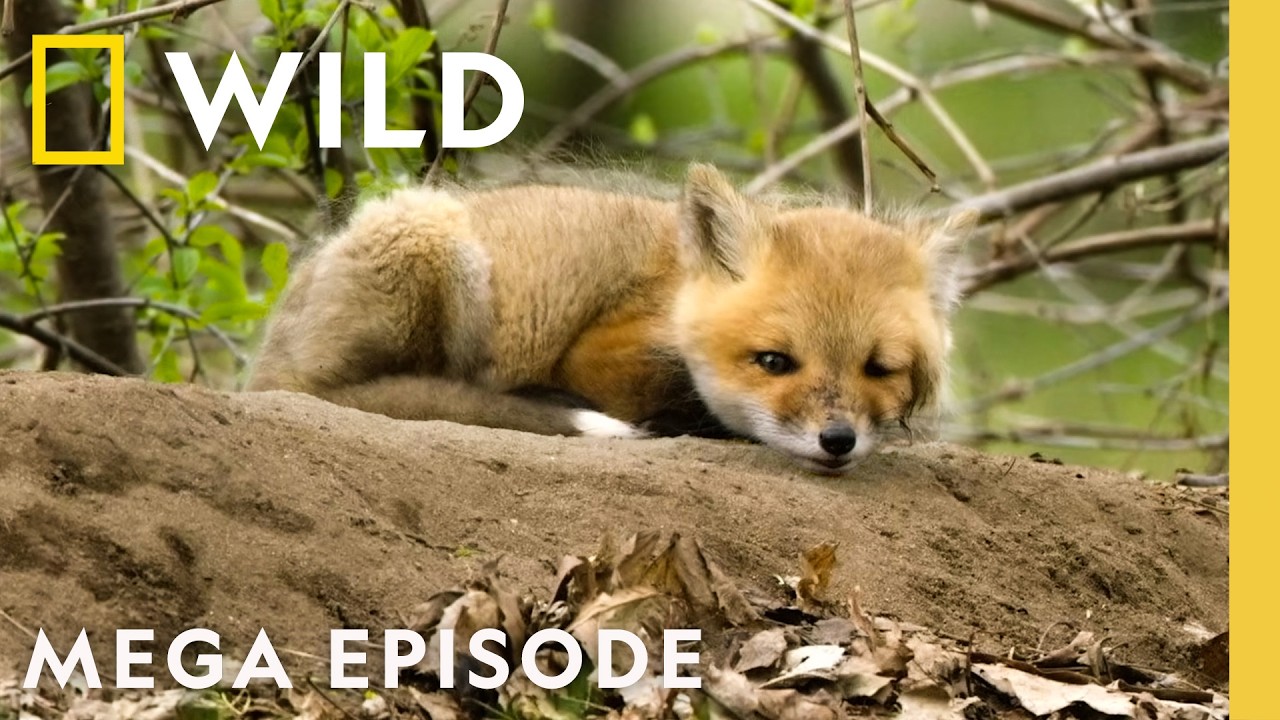 America the Beautiful: Landscape of Spectacle | MEGA EPISODE | Nat Geo Animals