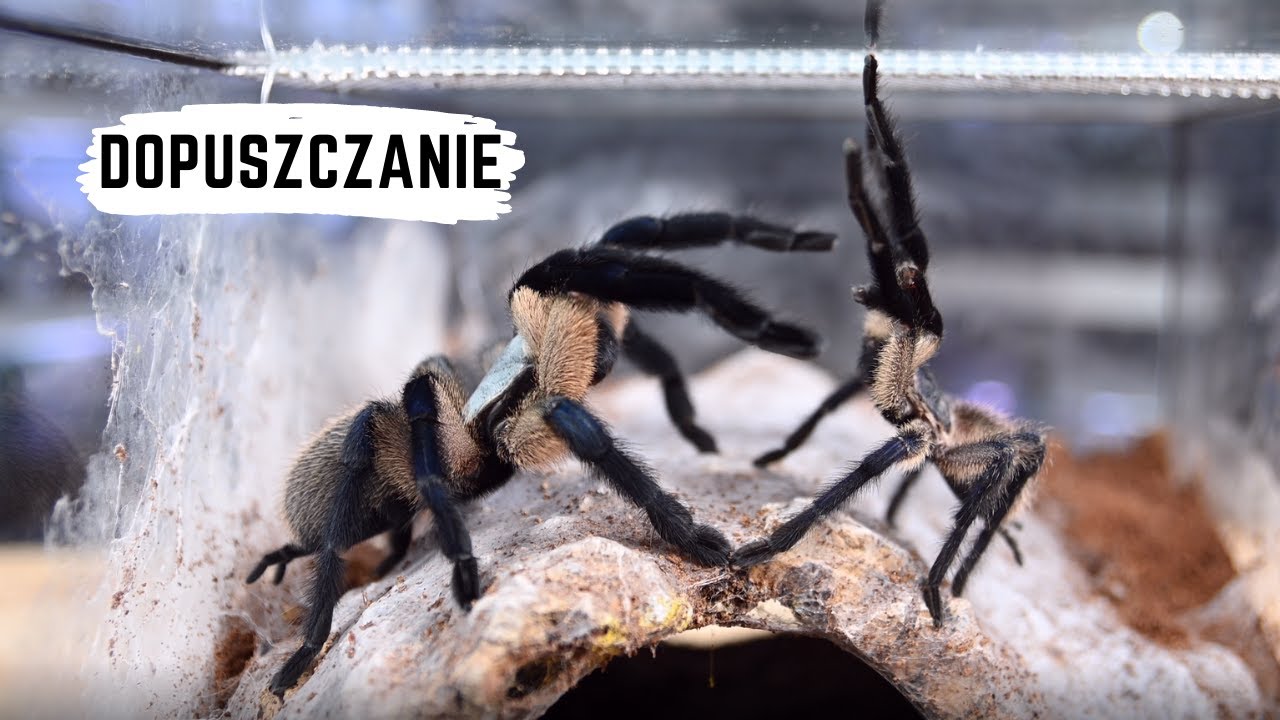 Dopuszczanie Psalmopoeus irminia i Monocentropus balfouri | arent.pl
