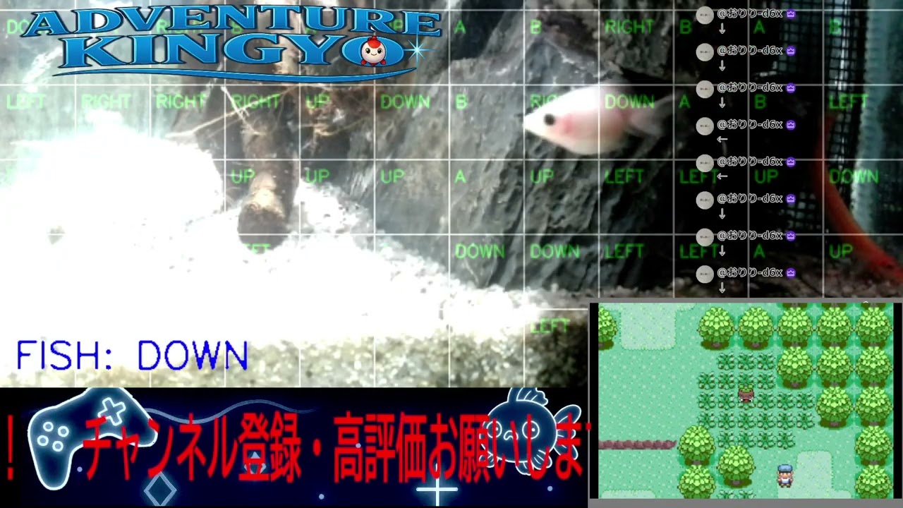 【ポケモンエメラルド】金魚がゲームをプレイ!? 🐟 視聴者コメントで動く参加型ライブ配信 〜Adventure Kingyo〜 パート97 2026-02-10