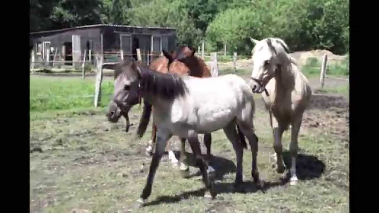 Mein Dülmener Wildpferd
