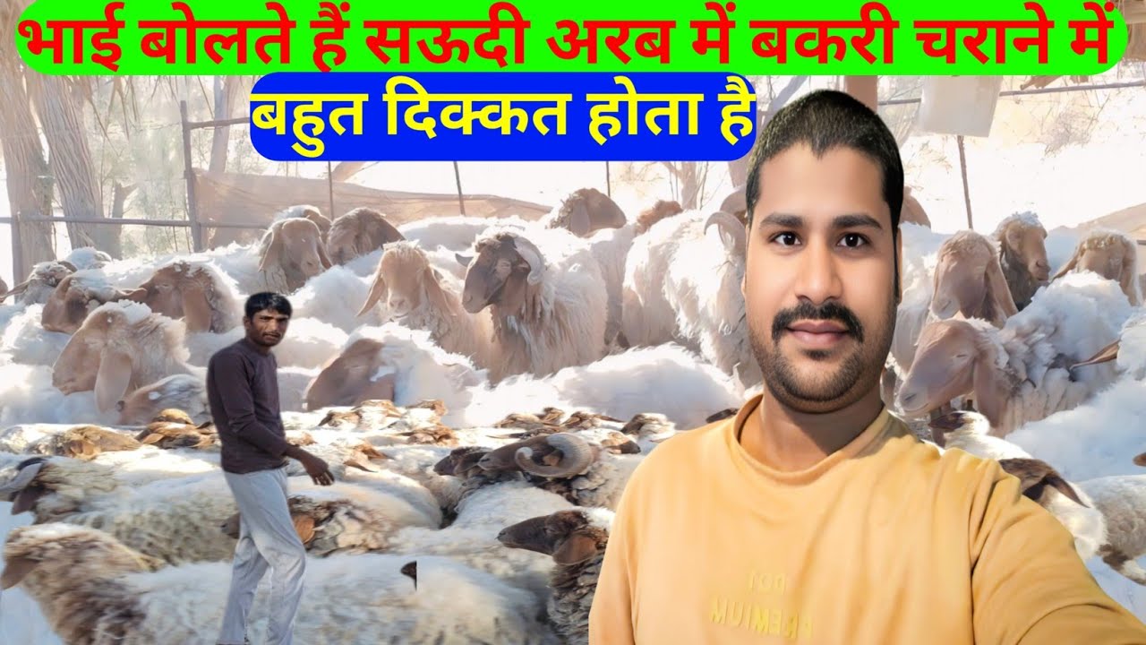 Saudi Arab Bakri Charane Mein Bahut Mushkil Hota Hai Arvindupvlogs ✅ दोस्त हमारे बहुत परेशान है