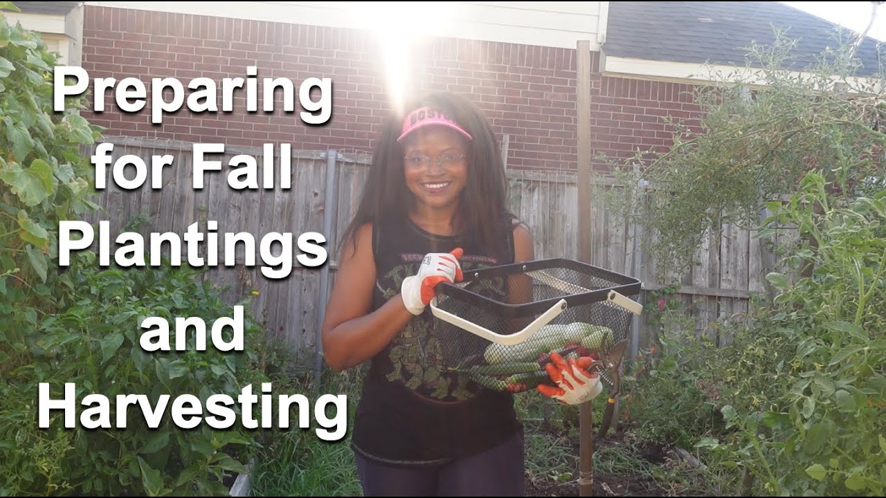 Gardening in August 2022 - Harvesting, Preparing for fall Tomatoes, and Juicing cucumbers