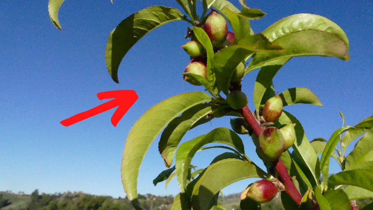 HUGE Fruit Set on Young Nectarine!