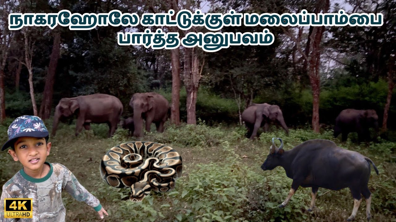 🔥 நகரஹோலே நானாச்சி Gate Wildlife Safari | JLR Kings Sanctuary @SimbaaVlogs