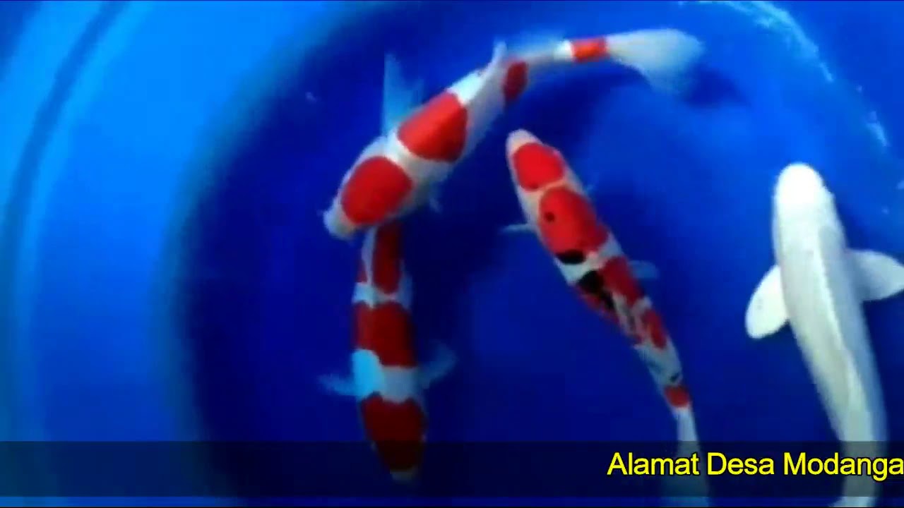 WAW......TERNYATA IKAN KOI INI ada KUTUNYA...? APa BENER ?