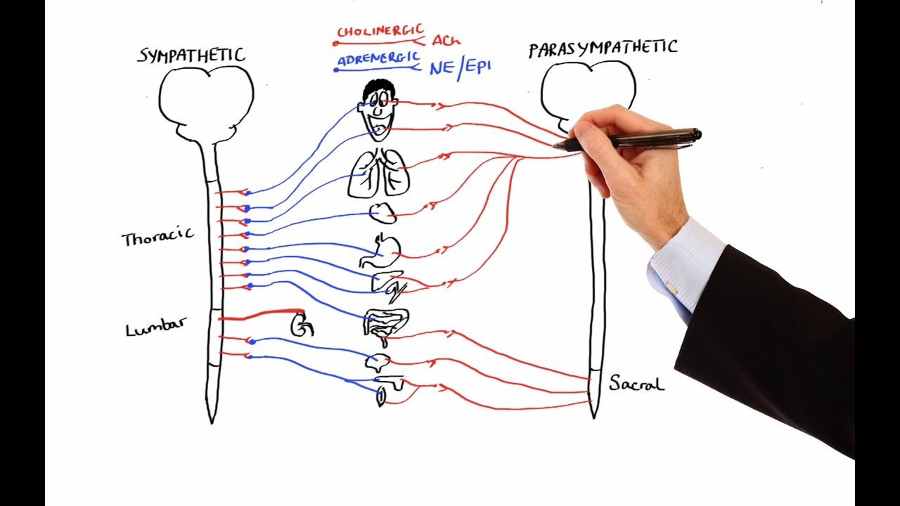 Pharmacology - AUTONOMIC NERVOUS SYSTEM (MADE EASY)
