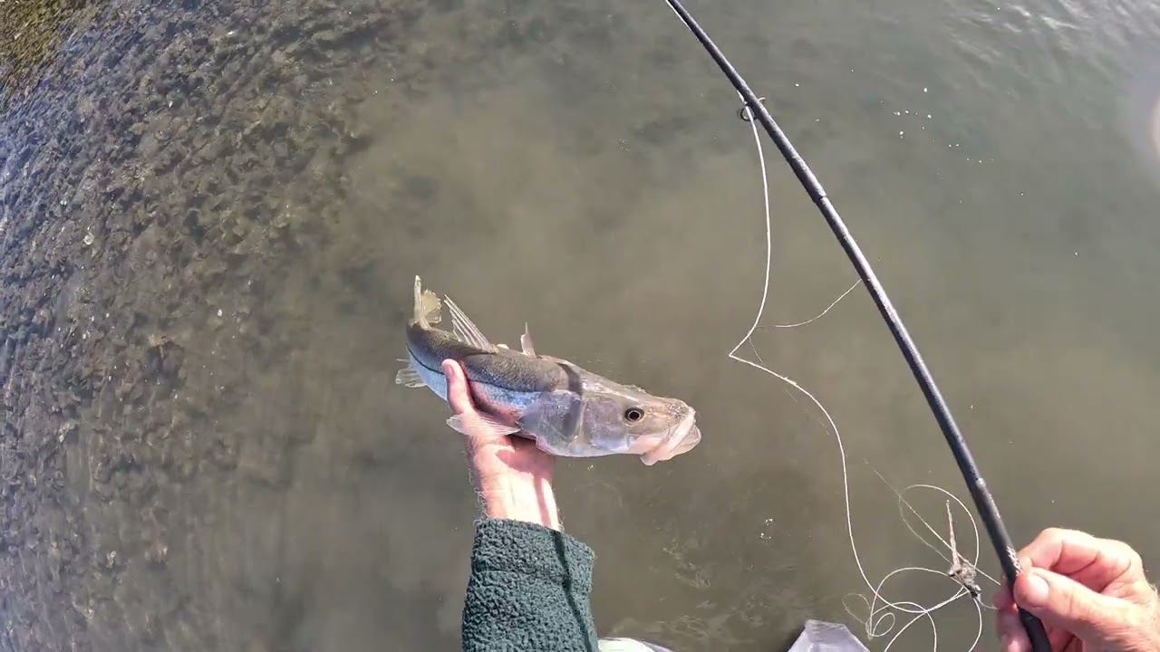 pretty snook