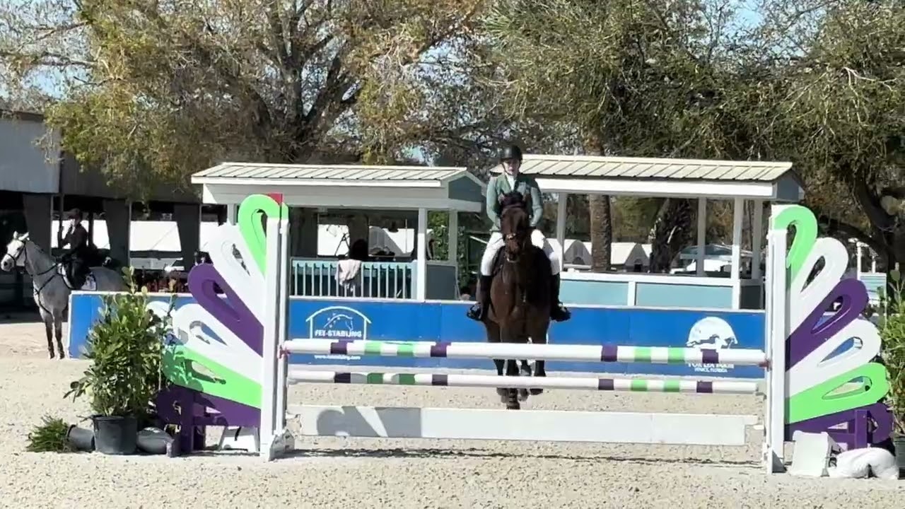 Cade Cabernet - Venice Equestrian Tour VII - .95 Jumpers