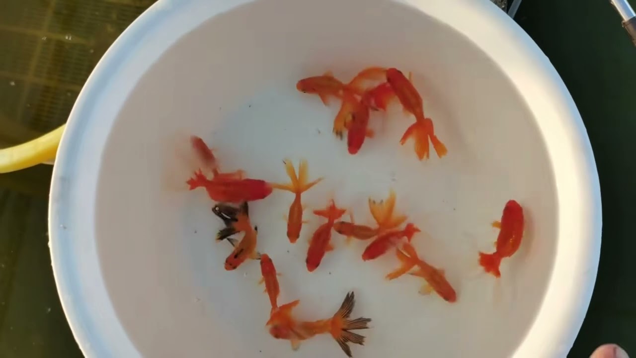 Traditional goldfish-butterfly tail