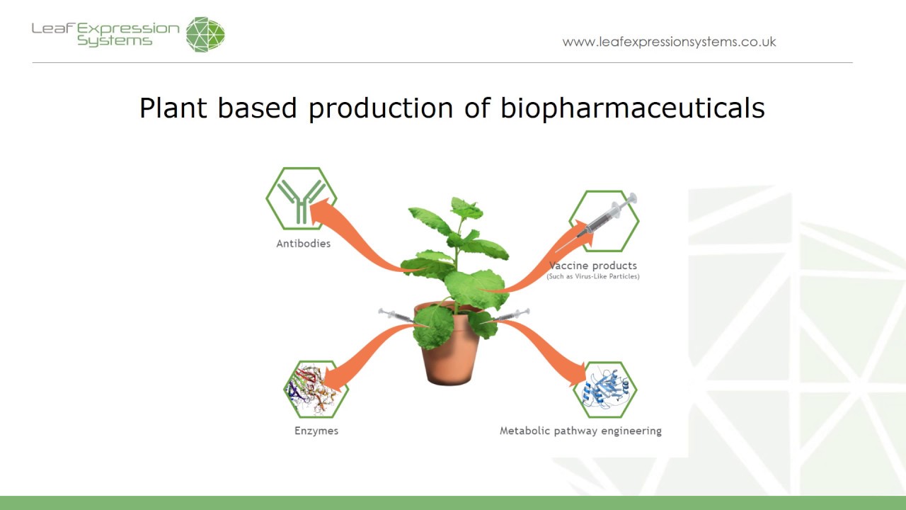 Webinar - Plant Based Expression 101