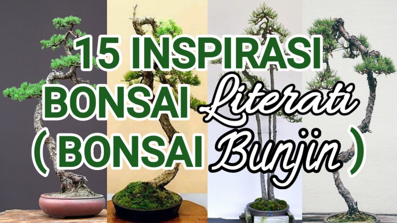 15 BONSAI LITERATI ( BONSAI BUNJIN ) || LITERATI BONSAI || BUNJIN BONSAI