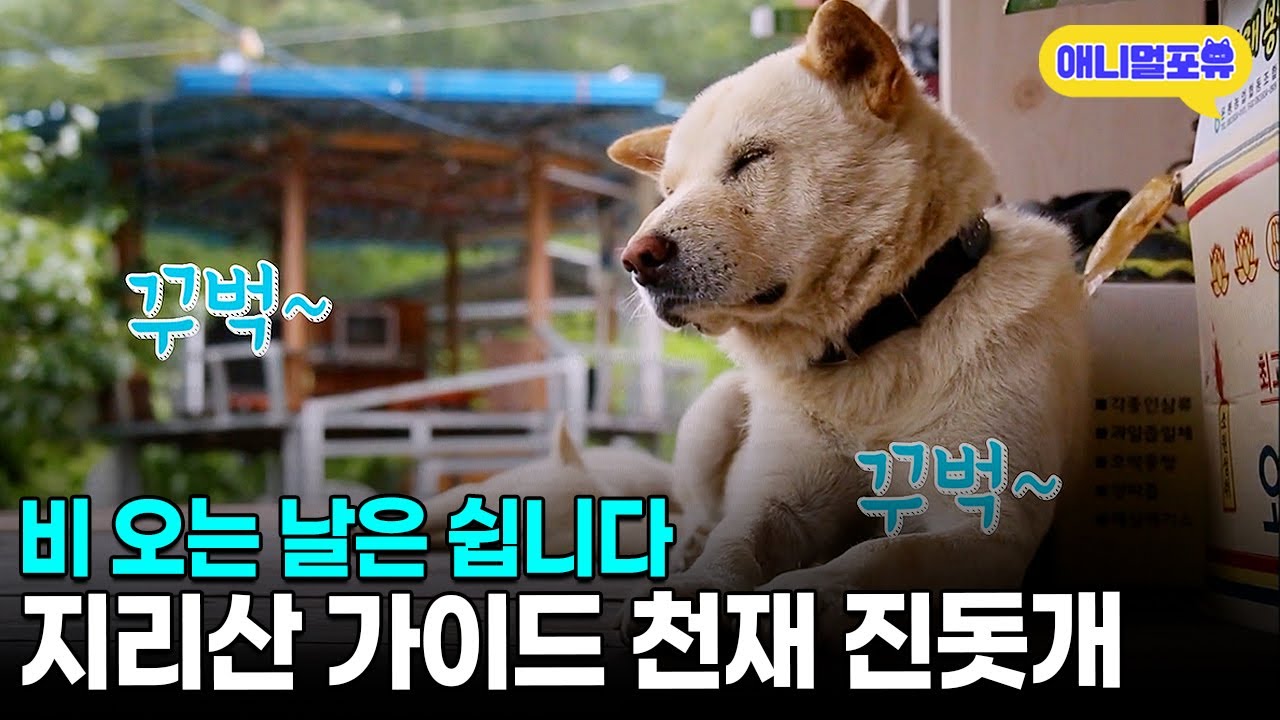 지리산에 오면 행복이를 찾아주세요😉 평범한 진돗개에서 지리산 가이드가 된 사연ㅣKBS 반려동물극장 단짝