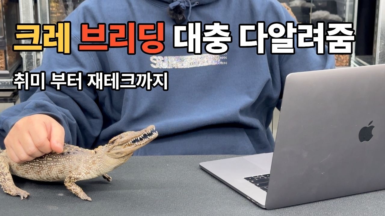 [크레스티드게코 브리딩] 소규모부터 대규모까지 주인장 생각 대방출 *정보부터 꿀팁까지*
