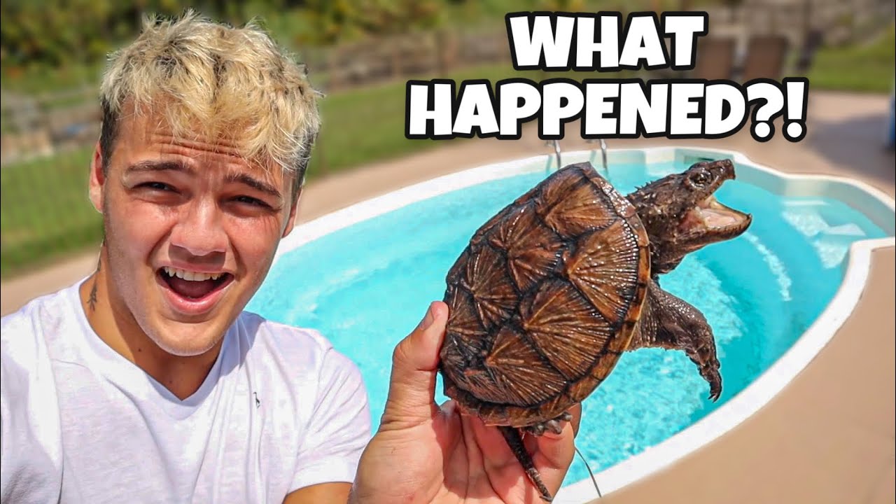 My PET SNAPPING TURTLE from Years Ago FOUND in My POOL!!