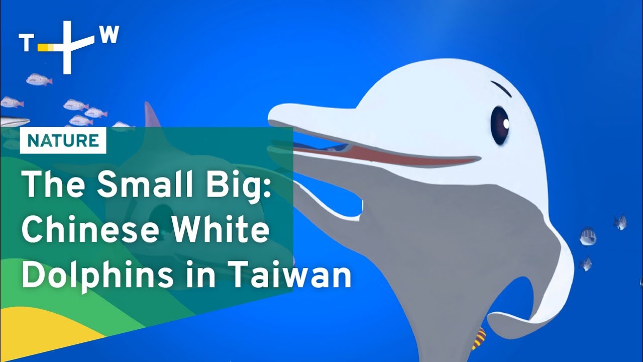 Chinese White Dolphin in Taiwan｜The Small Big｜TaiwanPlus