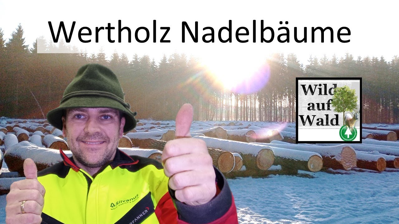 🌲Nadel- Wertholzversteigerung: Fichte als wertvoller Rohstoff #wildaufwald