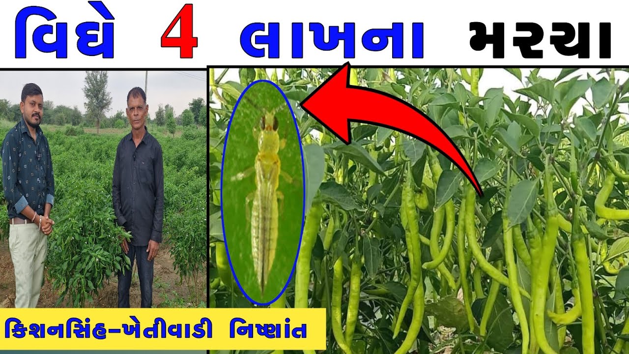 વિધે ૪ લાખના મરચાનું  ઉત્પાદન લેતા ખેડૂતની સફળ ગાથા #marcha