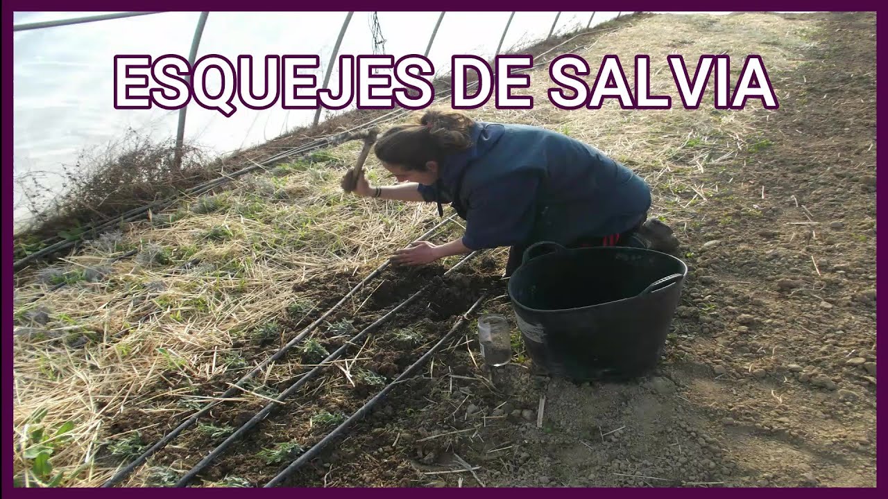 ESQUEJES DE SALVIA. Cultivo ecológico.