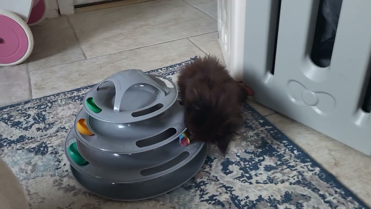 The Maine Coon kittens 