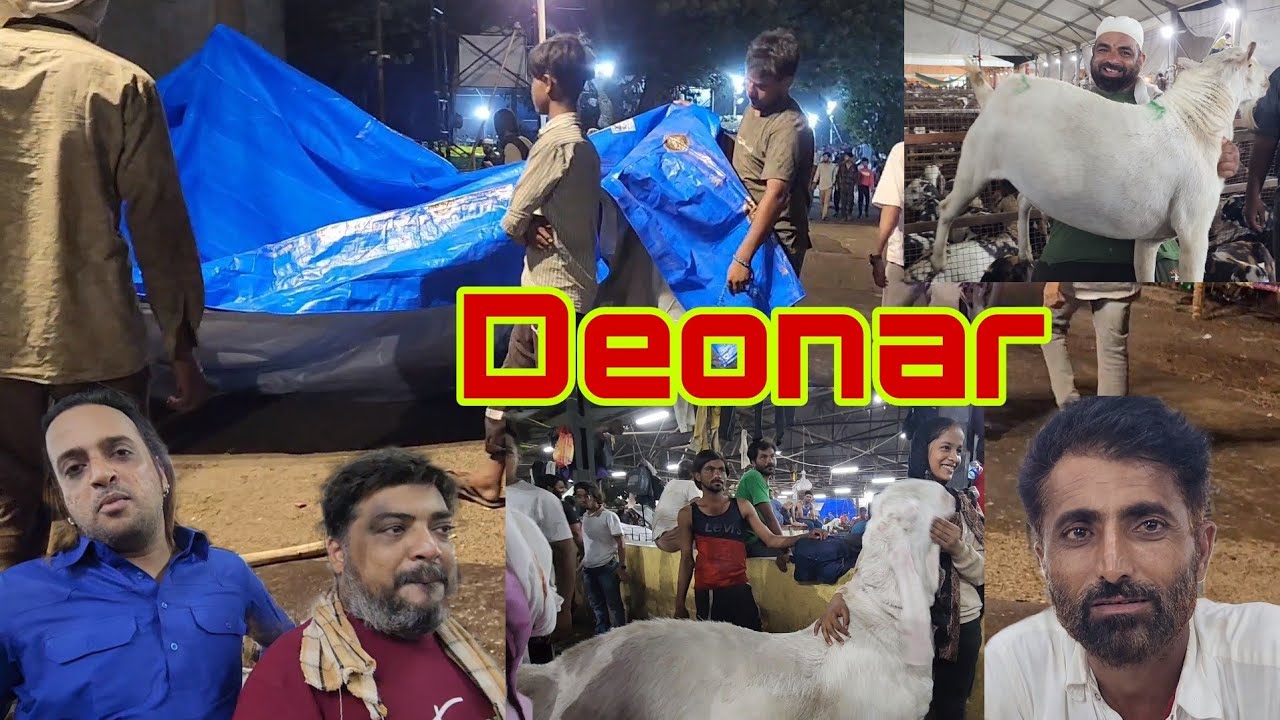 Deonar Main Barish | Live Sauda | Exclusive Collection Of Deonar Bakra Mandi | Shakeel Bhai Jaipur.