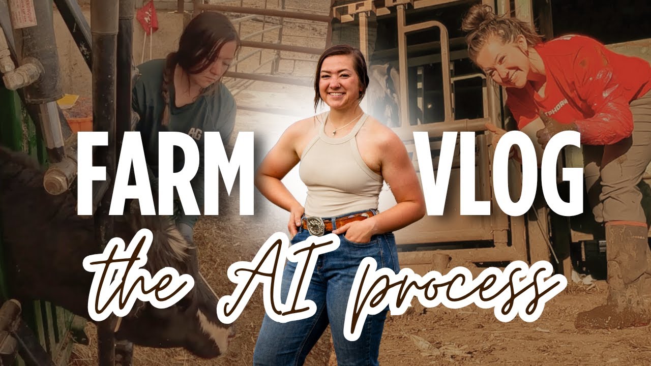 The Artificial Insemination Process: Pulling CIDRs, Heat Detecting & Breeding Cows!