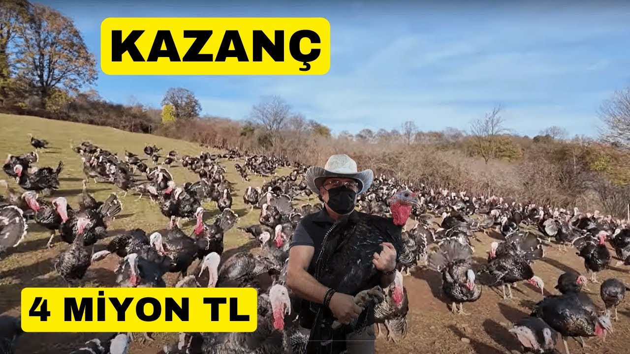 YILDA 4 MİLYON TL KAZANÇ (Doğal Ortamında Kandıra Hindisi)