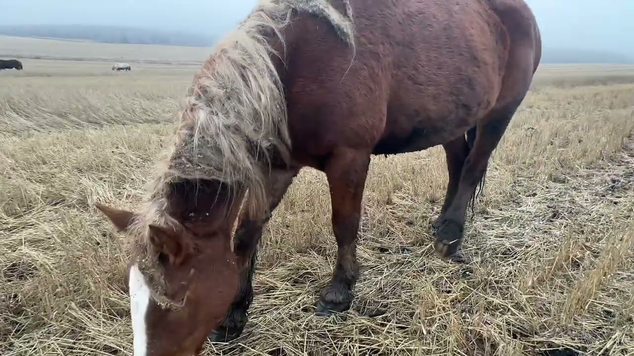 Табунное коневодство Тяжеловозы на пастбище #farming #horse #лошади #automobile 