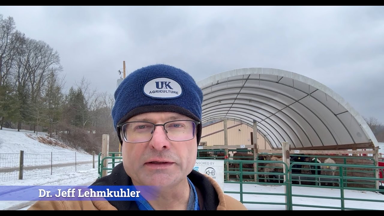 Solar Power Self Feeder for Beef Cattle