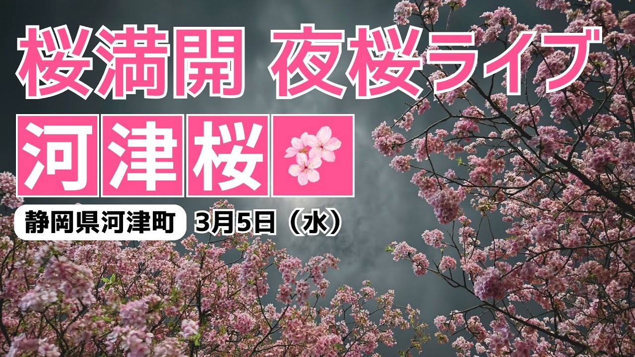 【夜桜ライブカメラ】満開の河津桜／静岡県河津町 2025年3月5日(水) #桜  #さくら #河津桜 | Cherry Blossom Live WebCam
