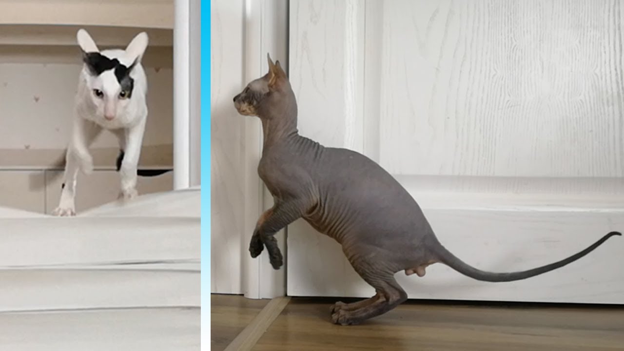 Cats vs Wall of Toilet Paper. Cornish Rex vs Russian Hairless Cat