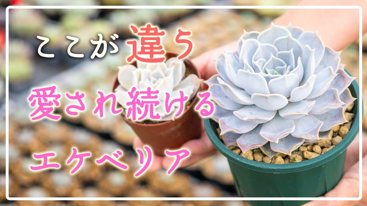 【多肉植物】普及種の魅力を深く観察👀